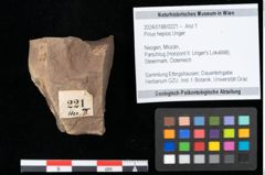 Foto (Objekt + Etikett) von Pinus hepios Unger (NHMW-GEO-2024-0188-0221)
